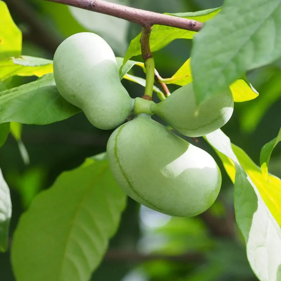 De Tuinen van MergenMetz Gewone Pawpaw plant 20-30 cm