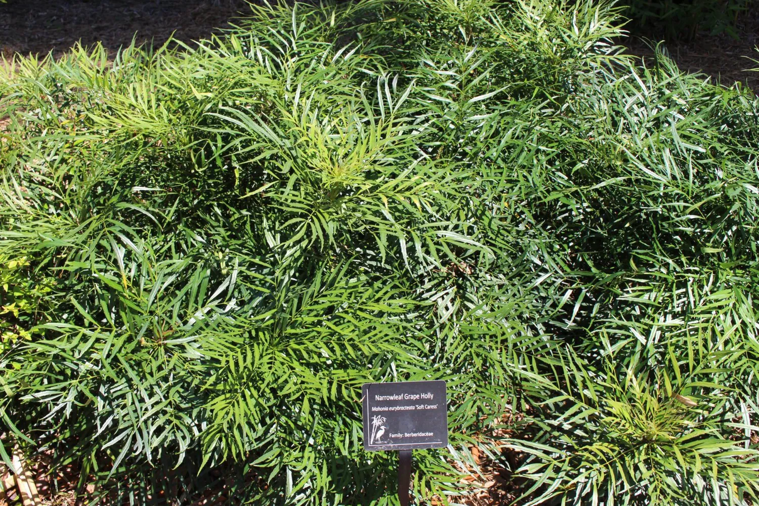 De Tuinen van MergenMetz Soft Caress mahonia struik wintergroen