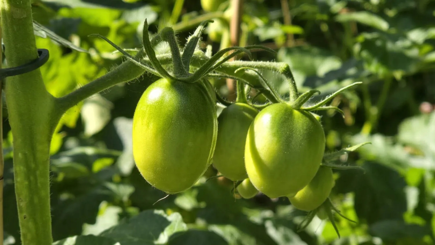 De Tuinen van MergenMetz De Barao tomatenzaden 15 stuks robuust