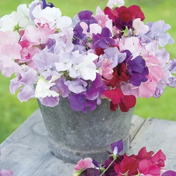 World Botanics Sweet Pea Old Spice Mixed bloemplanten 15 stuks geurend