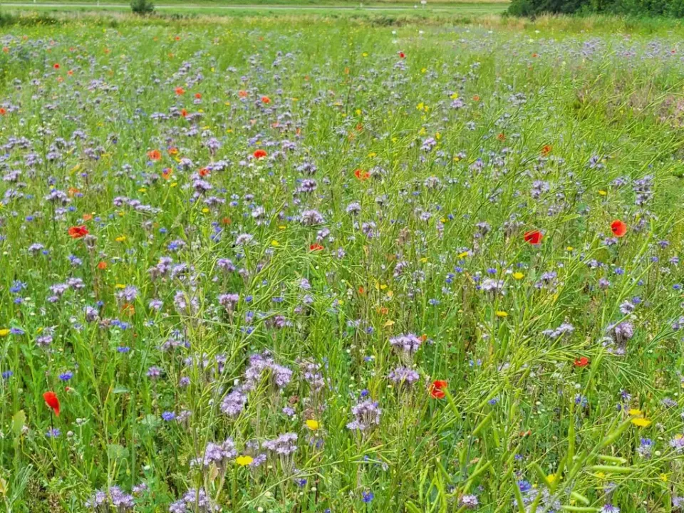 MediGran BGM-20 biologische groenbemester bloemrijk
