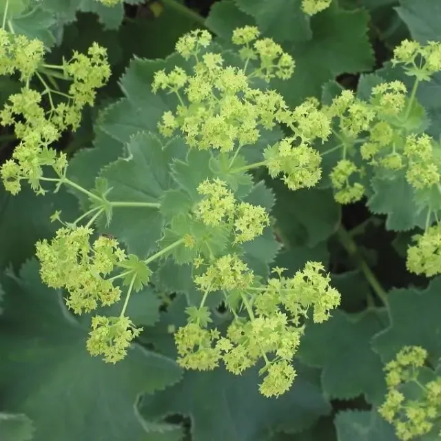 MediGran Alchemilla acutiloba zaden spitslobbige vrouwenmantel