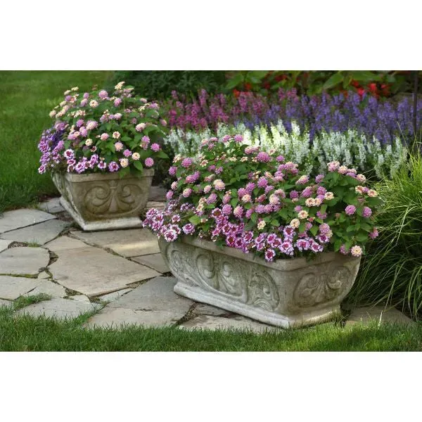 World Botanics Bloomify Pink bloemplanten 5 stuks compact