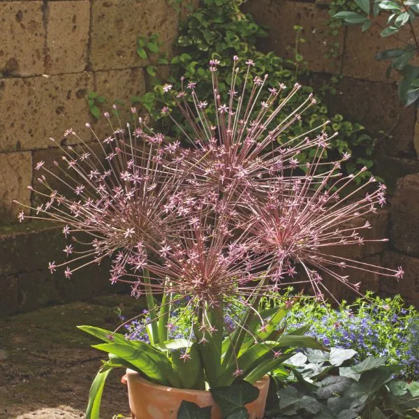 World Botanics Allium Schubertii bloembollen paars 5 stuks