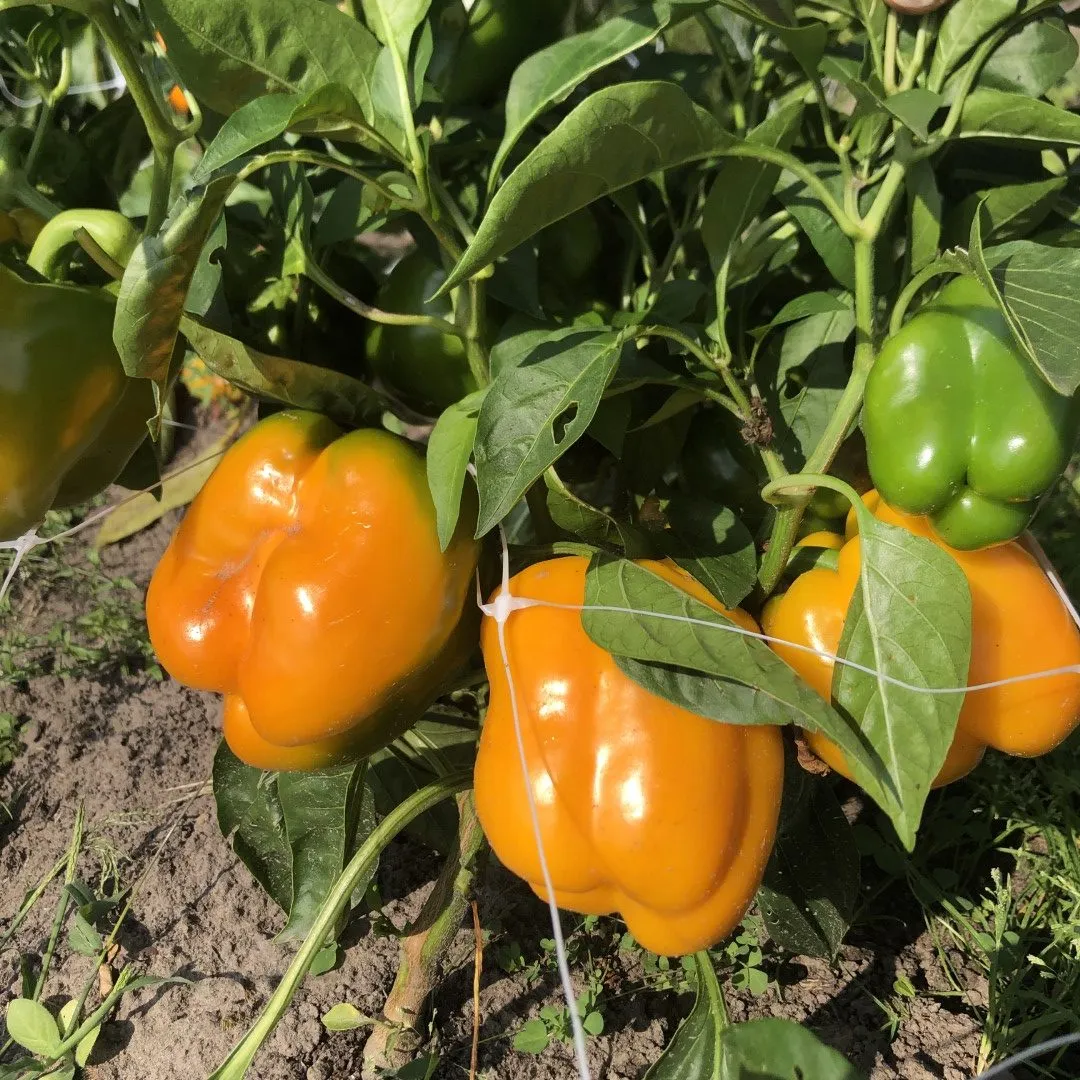 Vitale Rassen Buiten-Paprika Martha zaden geel