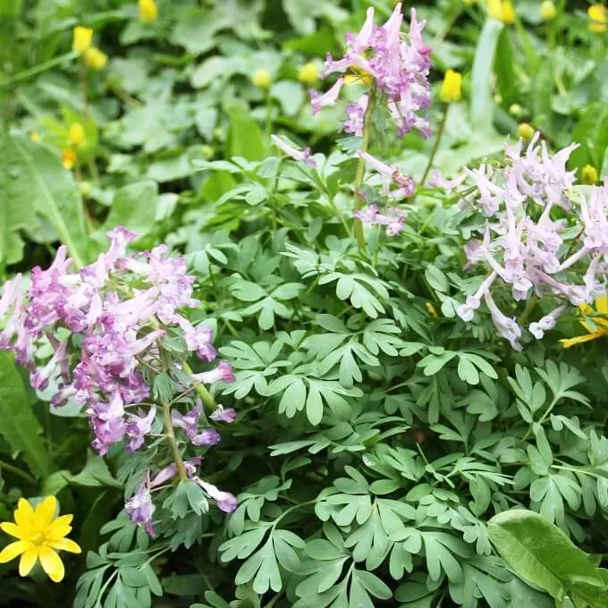 MediGran Corydalis solida Vingerhelmbloem zaden onbespoten