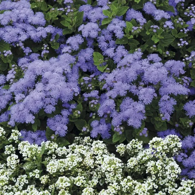 World Botanics Champion Blue F1 ageratum plugplanten blauw