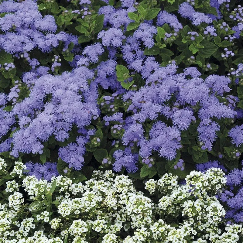 World Botanics Champion Blue F1 ageratum plugplanten blauw
