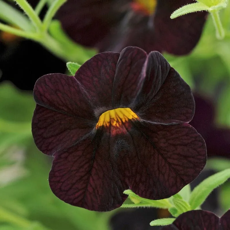 World Botanics Calibrachoa Single Black Cherry jonge planten 5 stuks