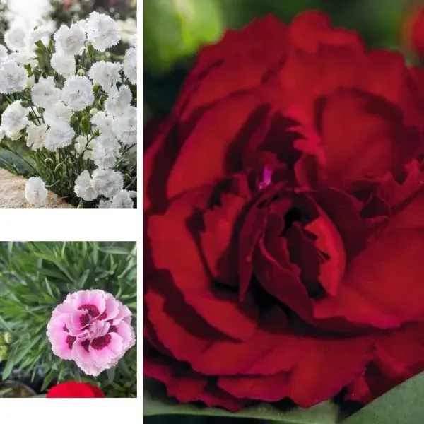 World Botanics Sweet Pleasure dianthus planten 15 stuks mix