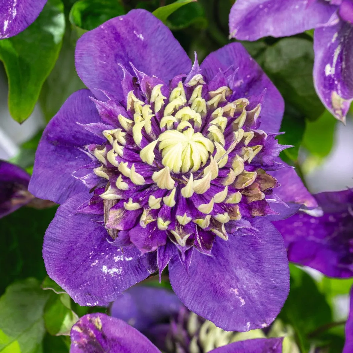 World Botanics Taiga clematis klimplant 9 cm pot