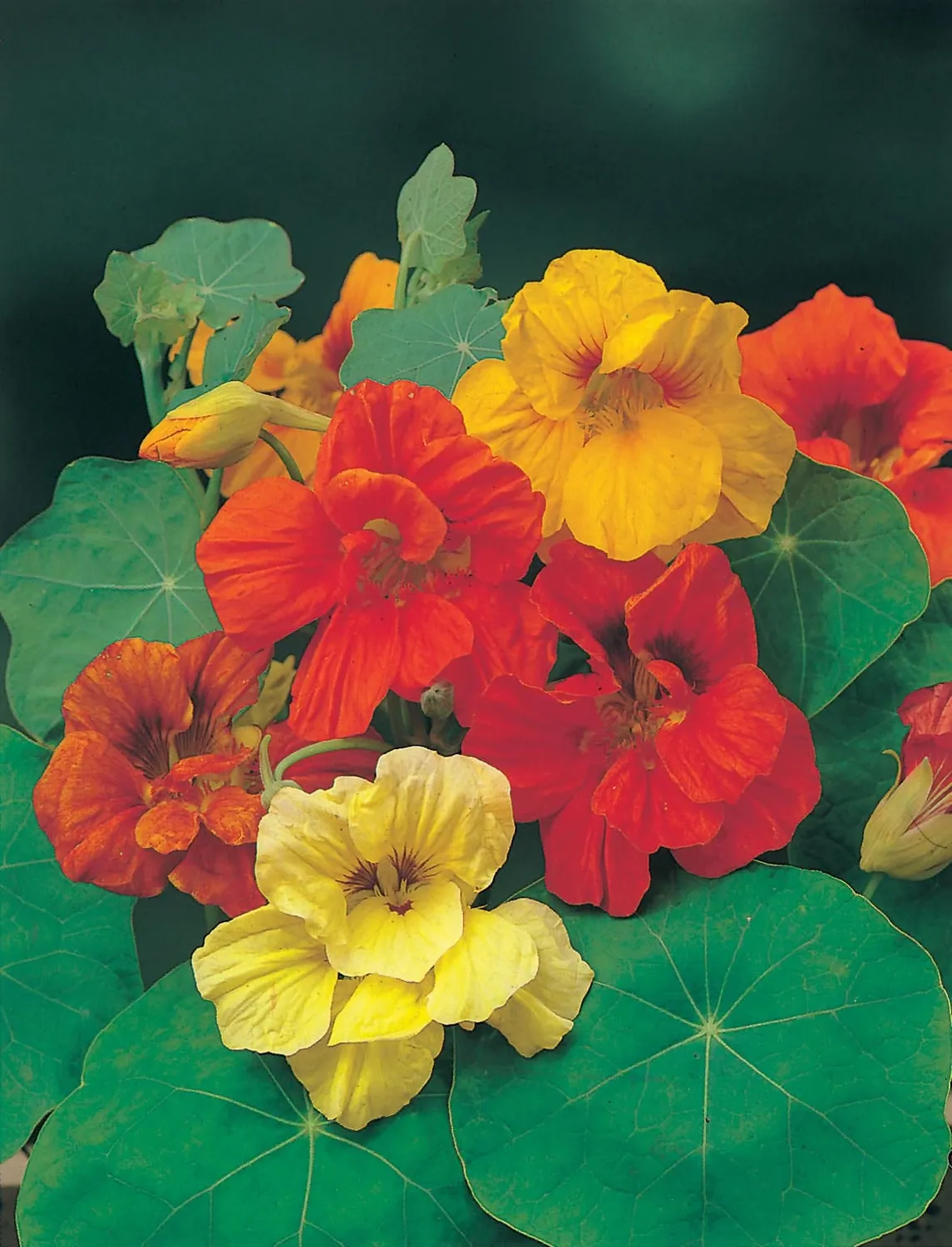 World Botanics Nasturtium Gleam Mixed zaden eetbaar