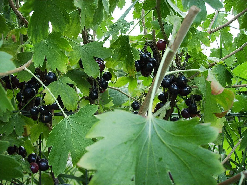 De Tuinen van MergenMetz Gele ribes Gwenns plant C2 pot
