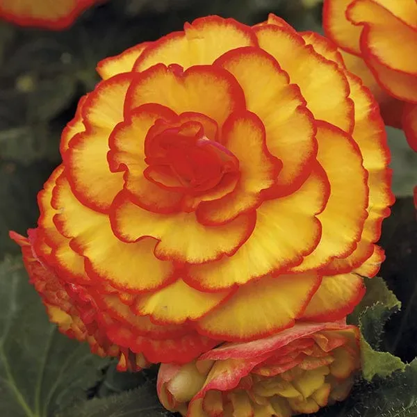 World Botanics Picotee Sun Glow begoniaknollen oranje