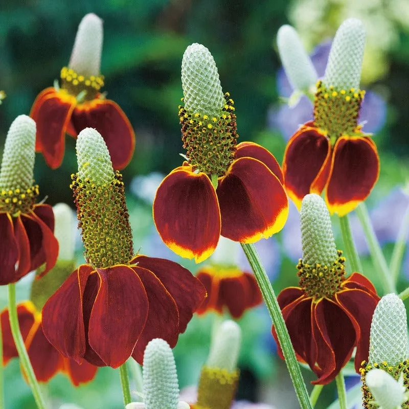 Johnsons Ratibida Mexican Hat bloemzaden vaste plant