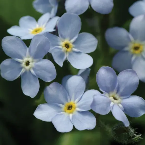 World Botanics Mon Amie Blue vergeet-mij-nietje 30 planten blauw