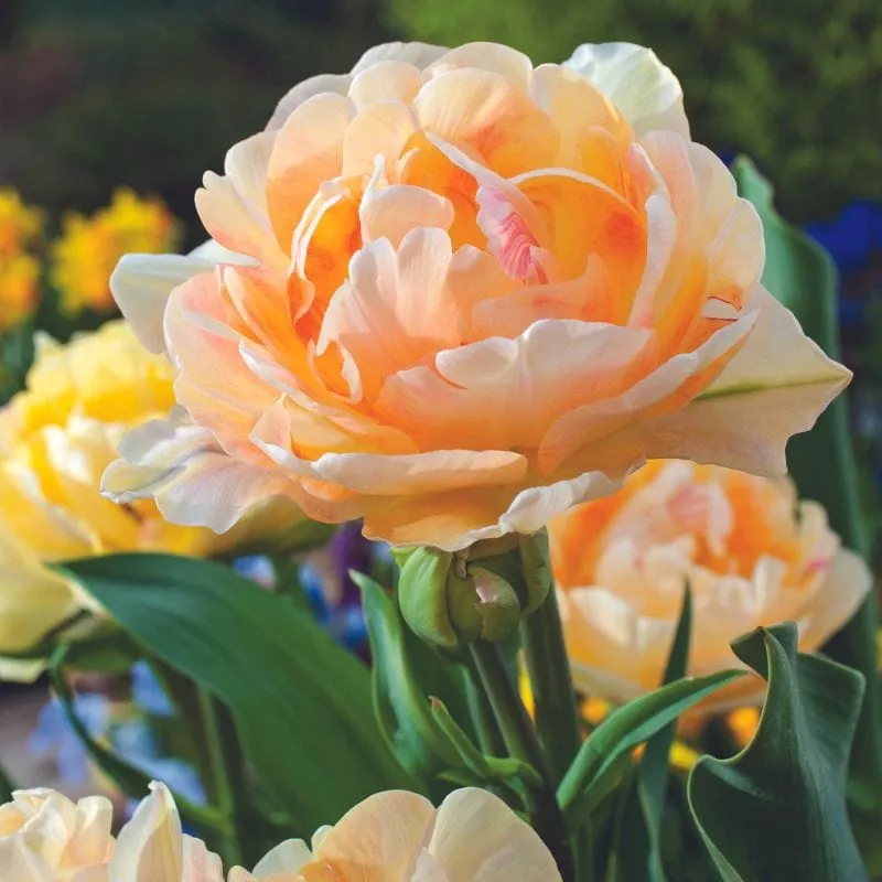 World Botanics Charming Lady tulpenbollen 15 stuks oranje