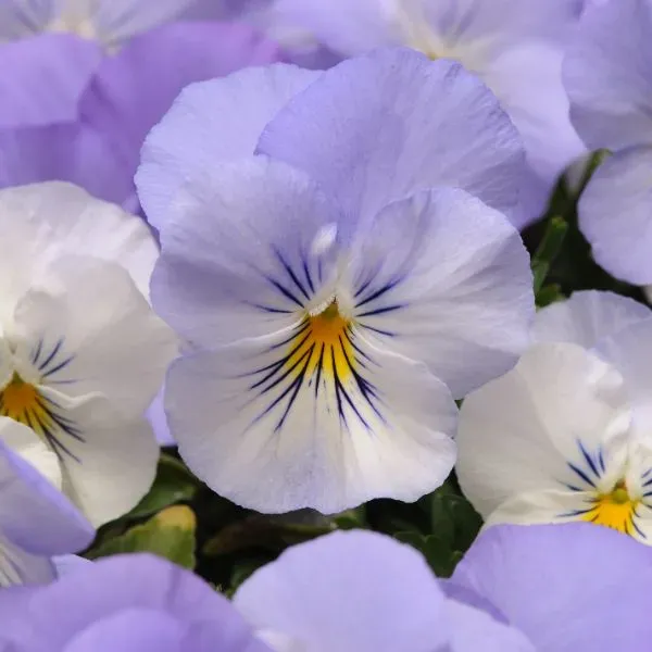World Botanics Cool Wave Frost viooltjes planten 15 stuks wit