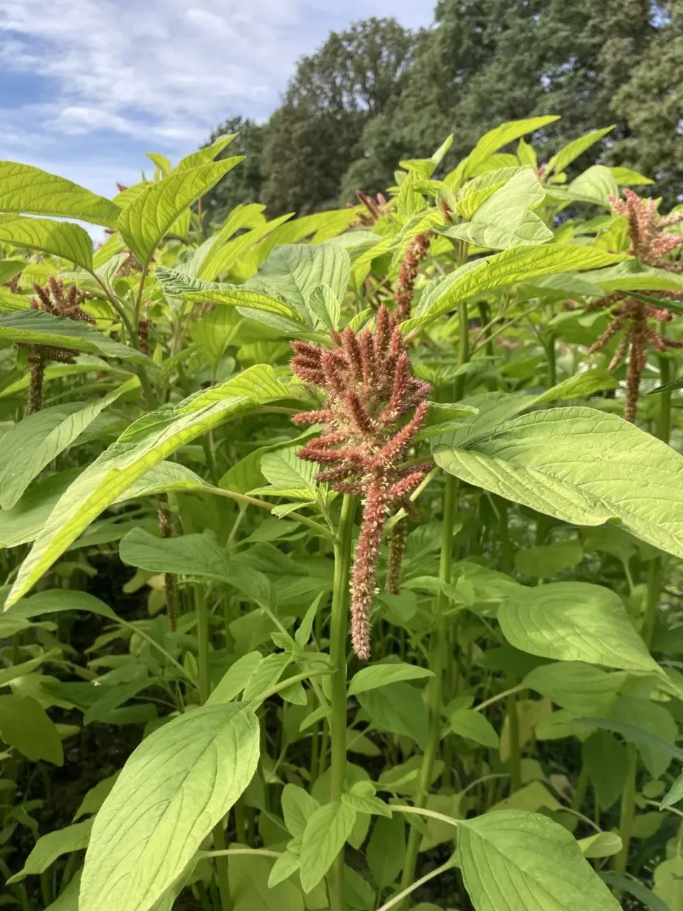 Vitale Rassen Amaranth Coral Fountain zaden onbespoten