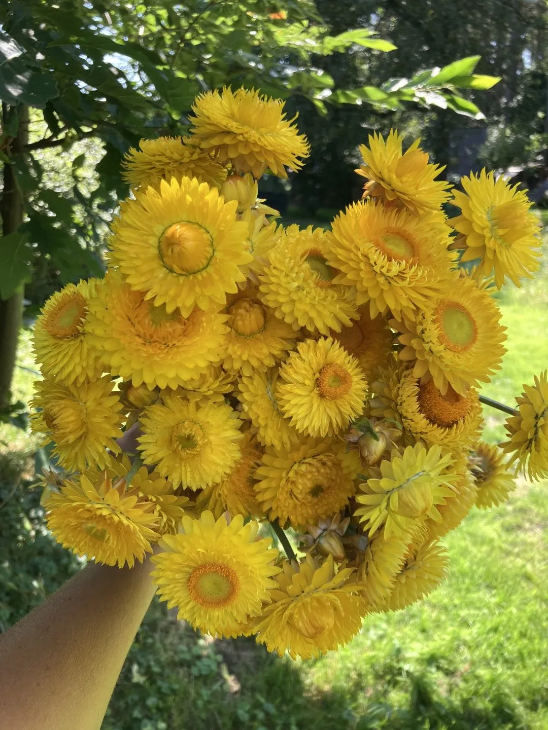 Vitale Rassen Yellow Sunshine strobloem zaden onbespoten