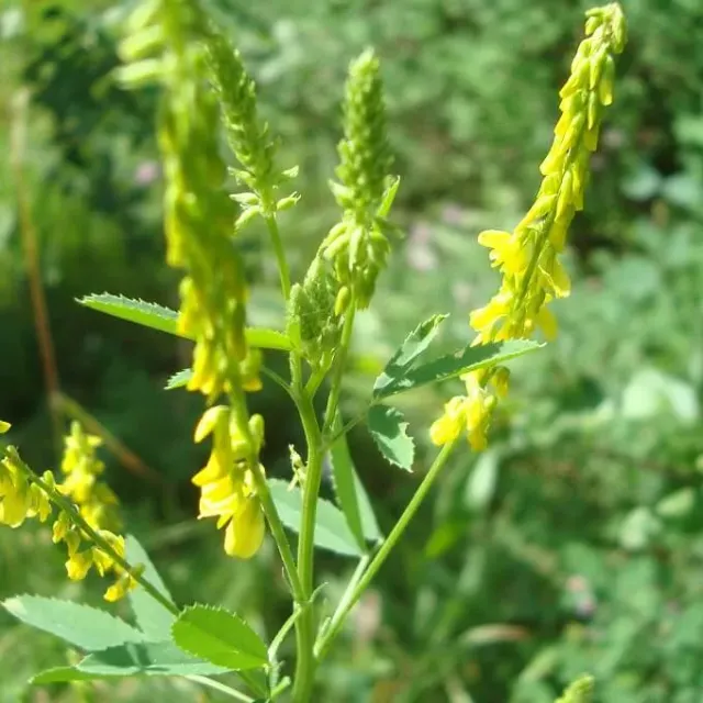 MediGran Melilotus officinalis Honingklaver zaden groenbemester