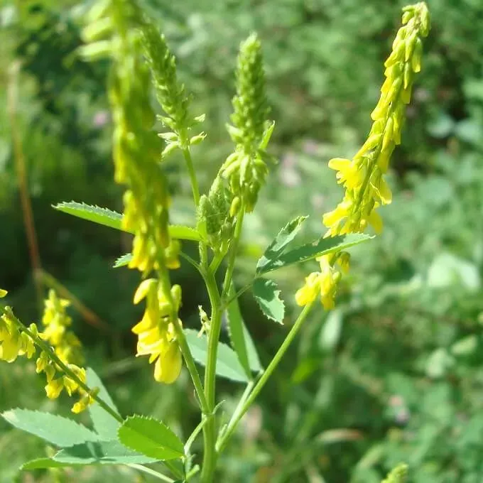 MediGran Melilotus officinalis Honingklaver zaden groenbemester