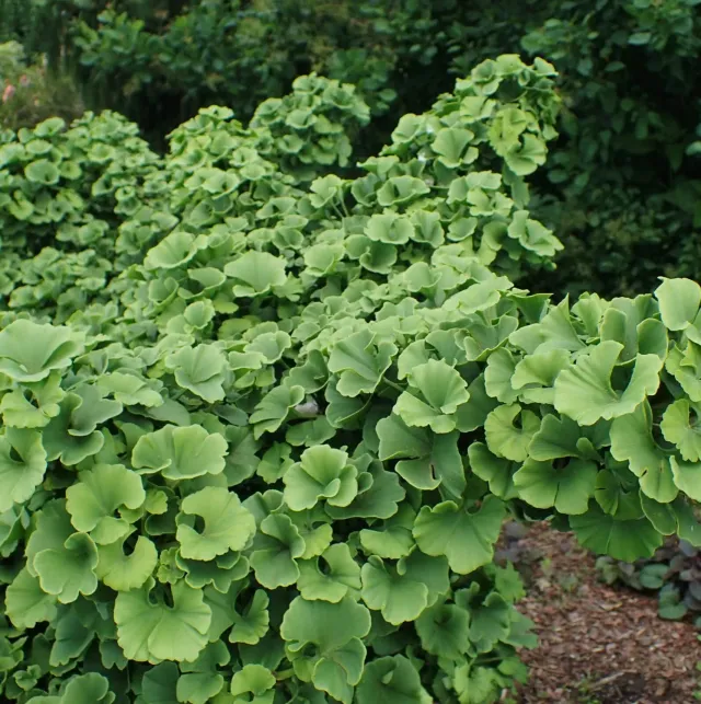 De Tuinen van MergenMetz Ginkgo Kabouter boom 5 liter compact