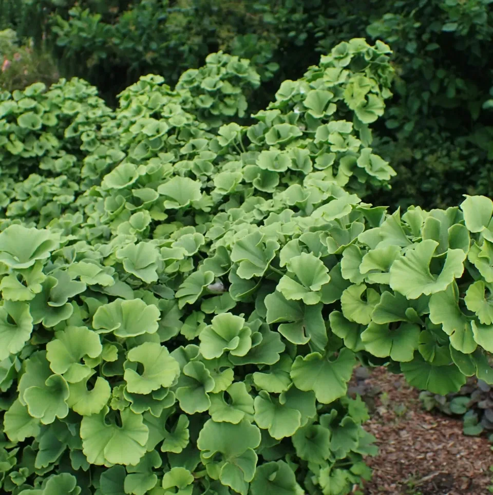 De Tuinen van MergenMetz Ginkgo Kabouter boom 5 liter compact