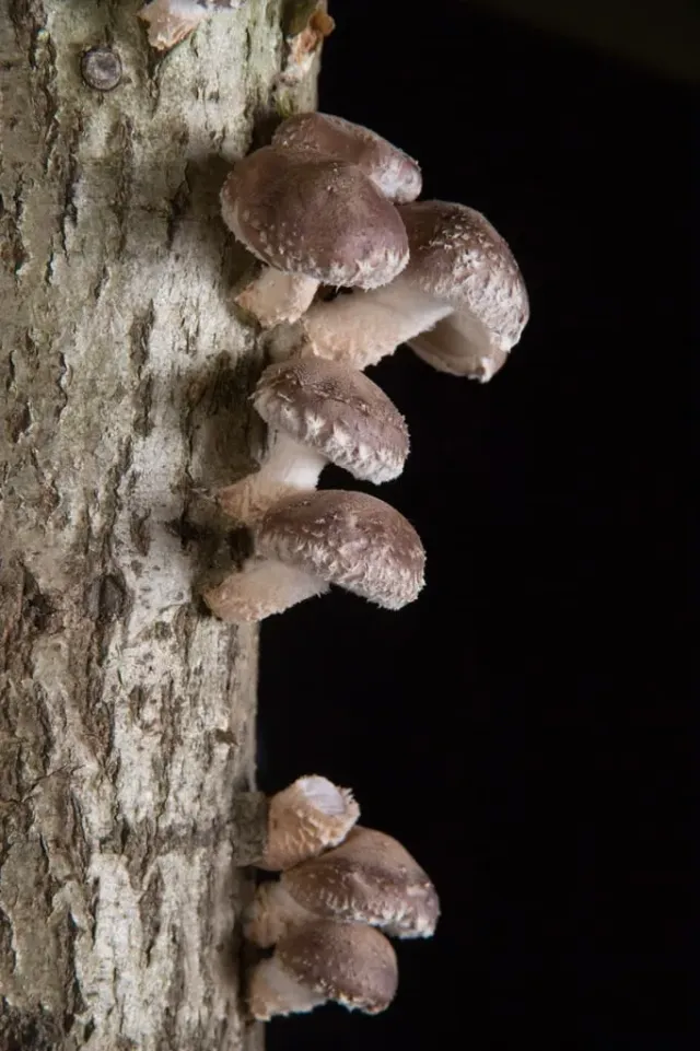 De Tuinen van MergenMetz Shiitake-stam familie 50cm kweek