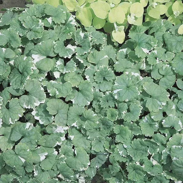 World Botanics Nepeta Variegata jonge planten 5 stuks hangend