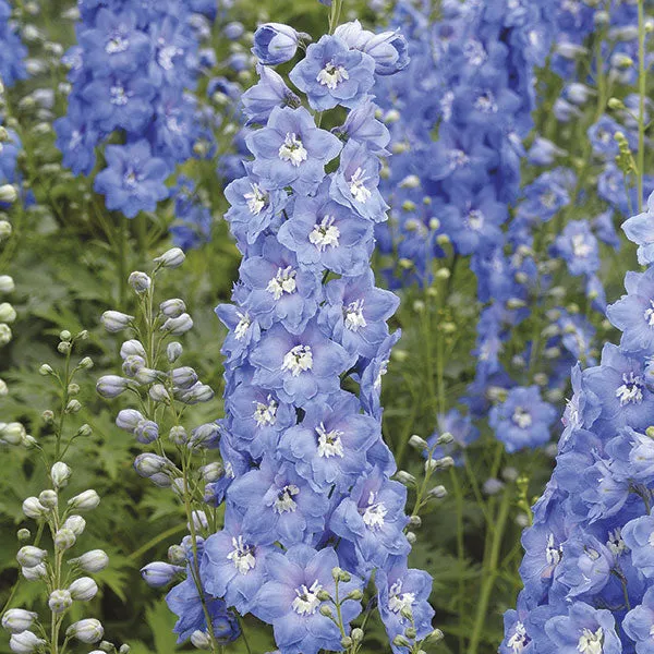 World Botanics Aurora ridderspoor jonge planten 5 stuks gemengd