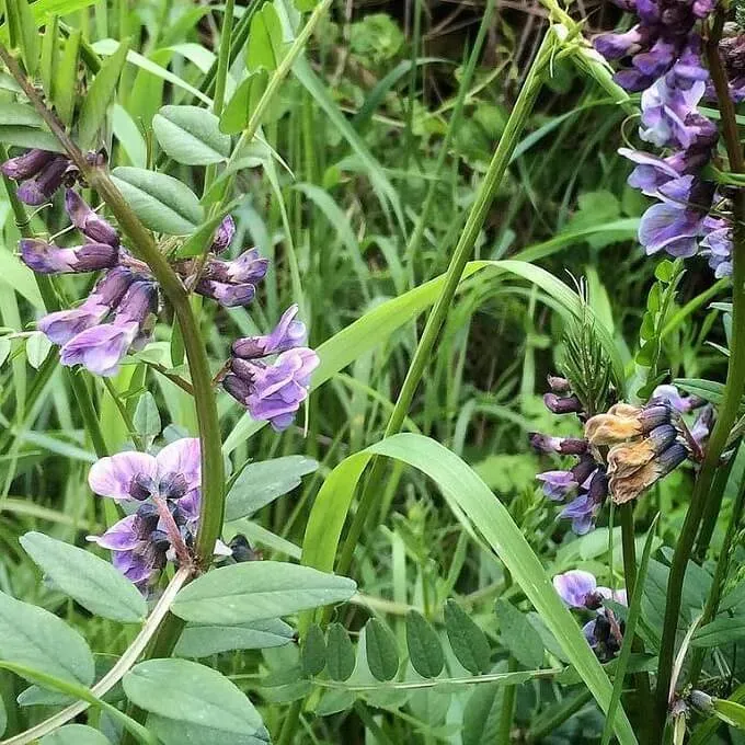 MediGran Vicia sepium heggenwikke zaden vlinderbloem