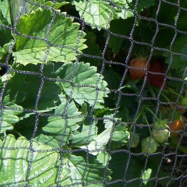 World Botanics vogelnet tuin 1 net 2 x 10 m zwart