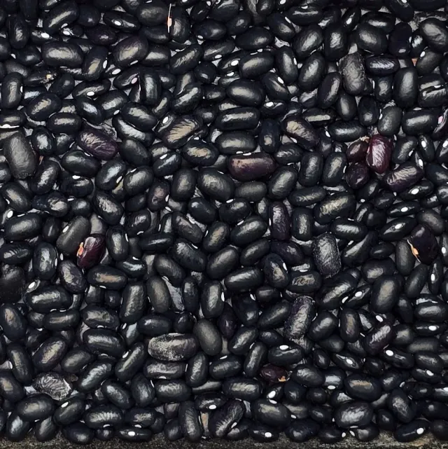 De Tuinen van MergenMetz Tepary-boon Black Mitla zaden 20 stuks