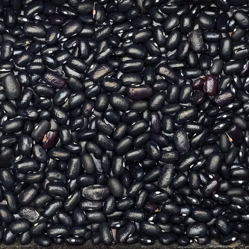 De Tuinen van MergenMetz Tepary-boon Black Mitla zaden 20 stuks