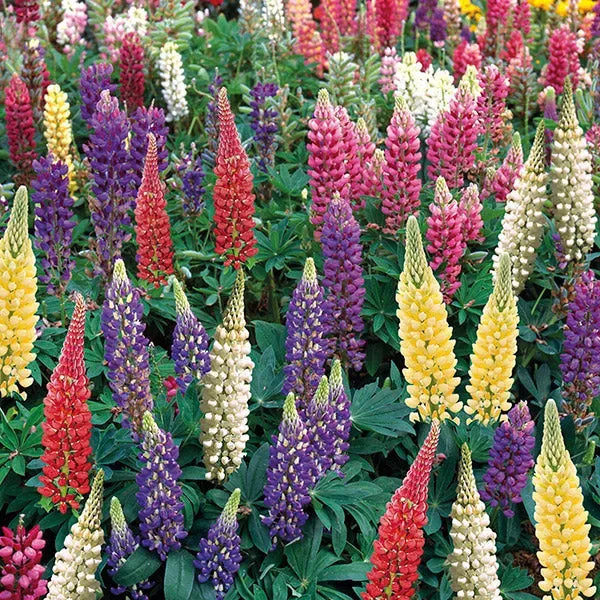 World Botanics Gallery Mixed lupine planten 15 stuks bijvriendelijk