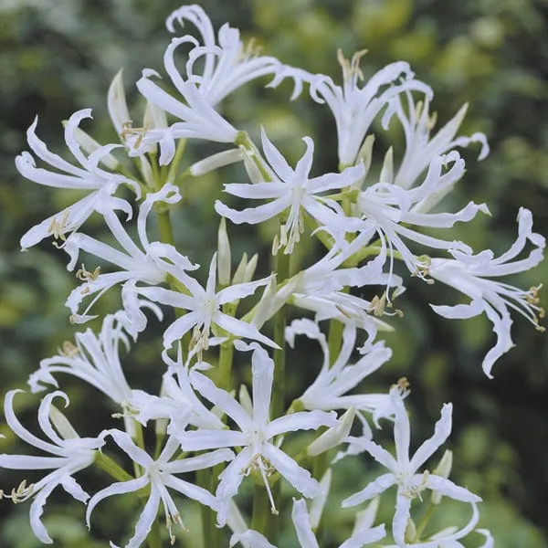 World Botanics Nerine Collection bloembollen 20 stuks