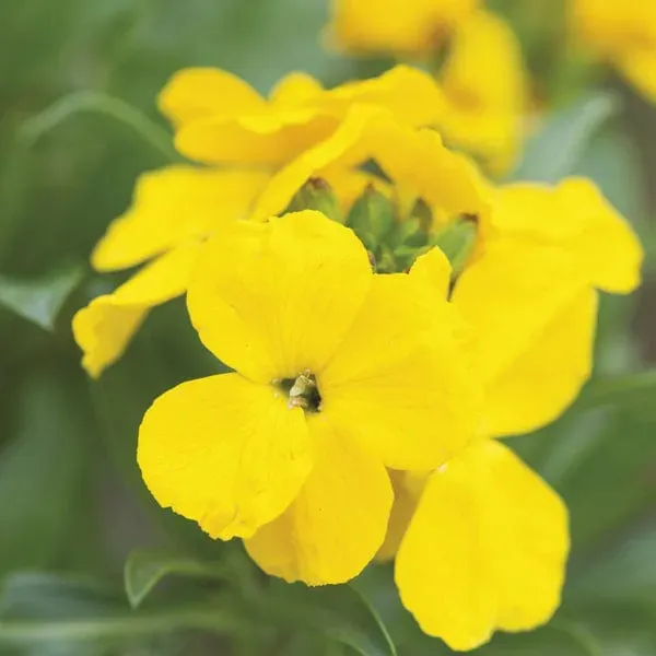 World Botanics Wallflower Cloth of Gold planten geel