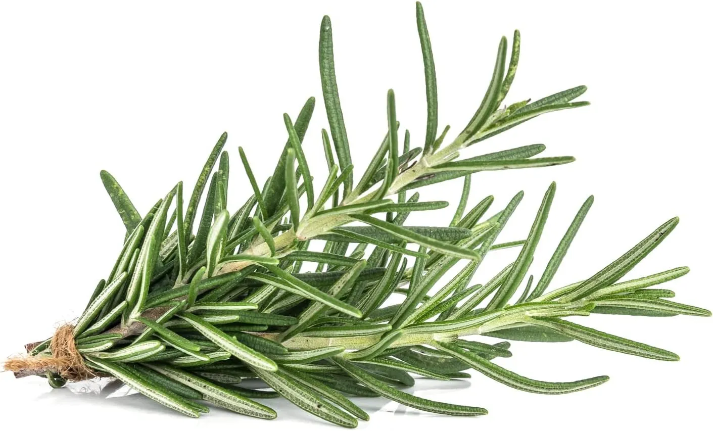 Herbal Age Premium Rozemarijn zaden ca. 25 zaden geurig