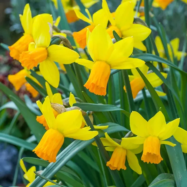 World Botanics Narcissus Jetfire Bloembollen 15 stuks geel-oranje