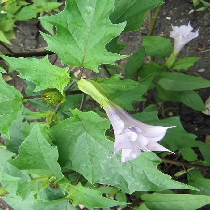 MediGran Datura stramonium zaden doornappel onbespoten