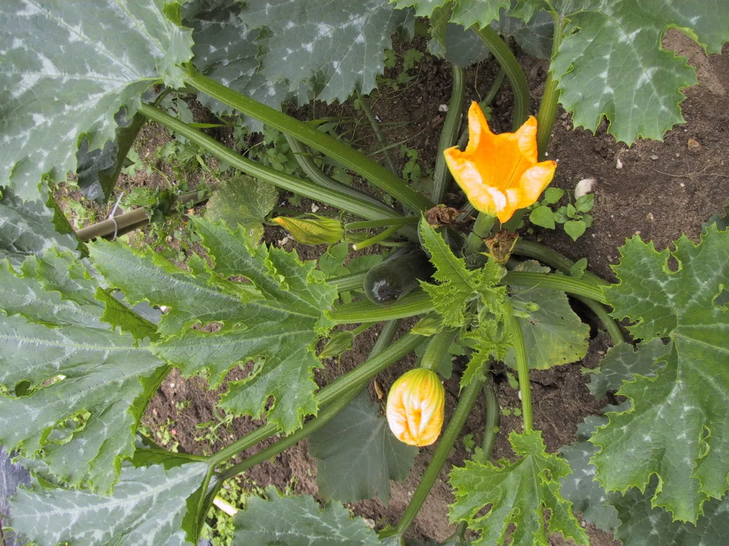 De Tuinen van MergenMetz Courgette Verte des Maraîchers 10 zaden