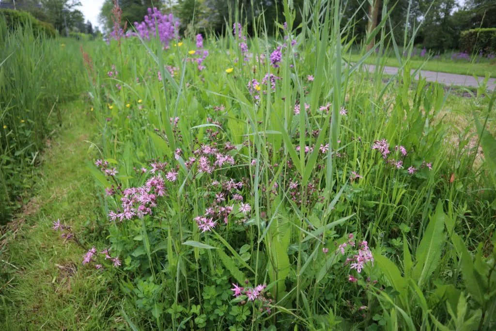 MediGran Ruigteflora NRN-10 nectar zaden bijenmengsel