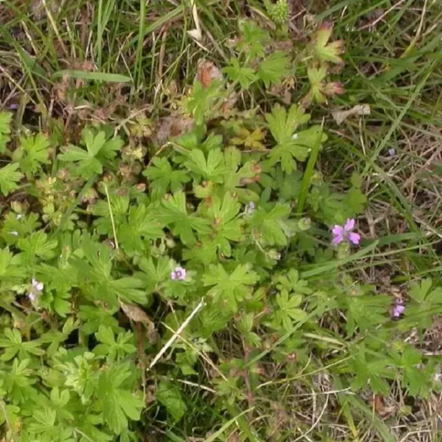 MediGran Geranium pusillum kleine ooievaarsbek zaden