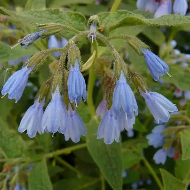 MediGran Symphytum asperum ruwe smeerwortel zaden