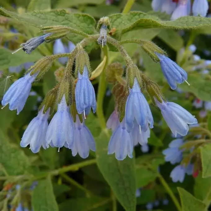 MediGran Symphytum asperum ruwe smeerwortel zaden