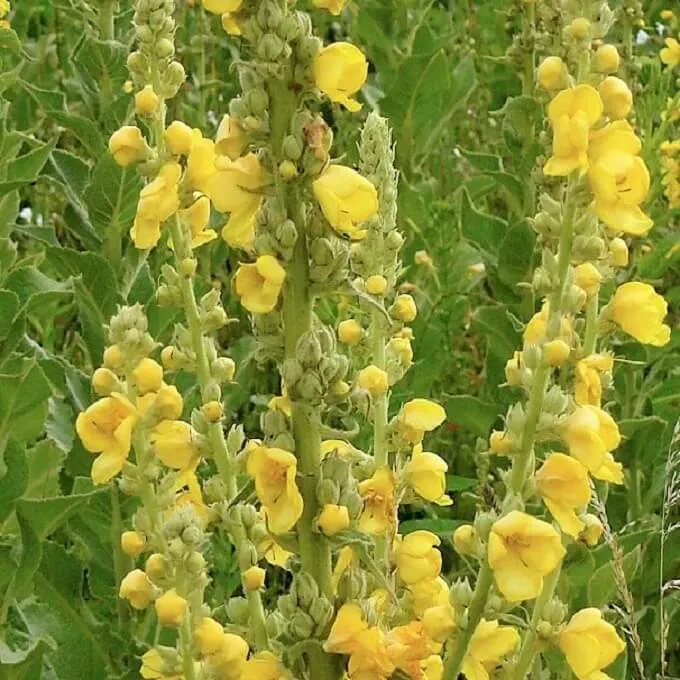 MediGran Verbascum densiflorum Stalkaars zaden tweejarig