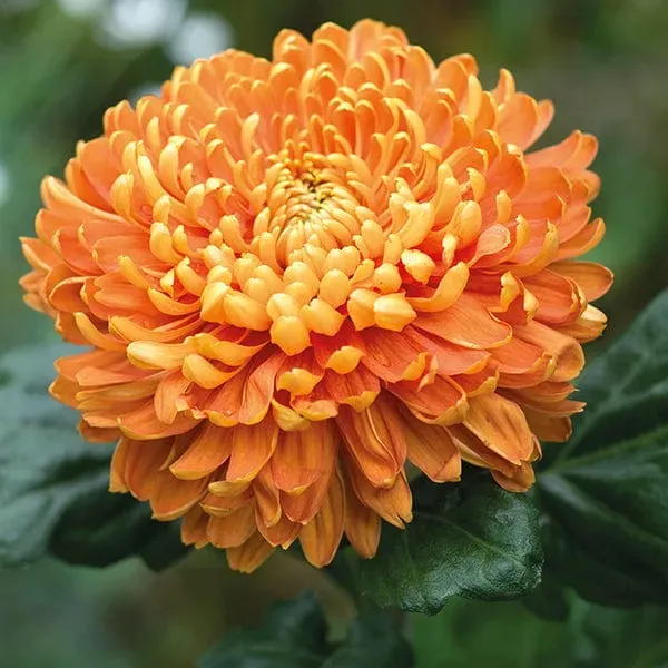 Woolmans Chrysanthemum Astro Bronze chrysant 5 stuks