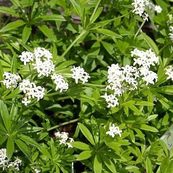 MediGran Galium odoratum Lieve-vrouwe-bedstro zaden schaduw