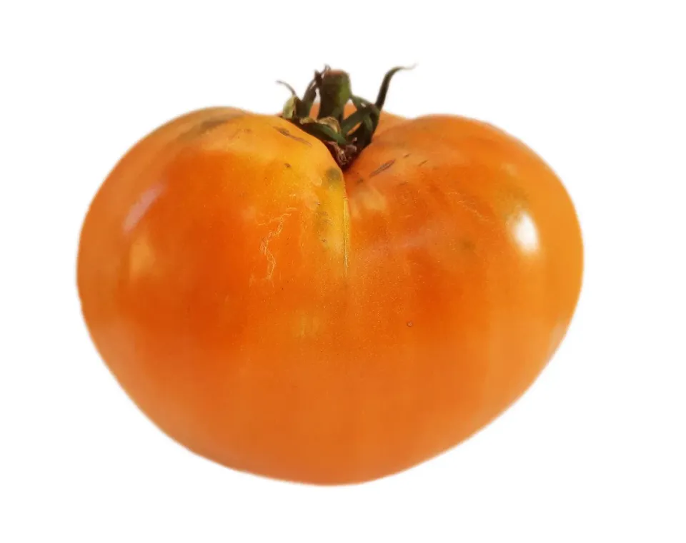 Vitale Rassen Vleestomaat Coeur de Boeuf Orange zaden